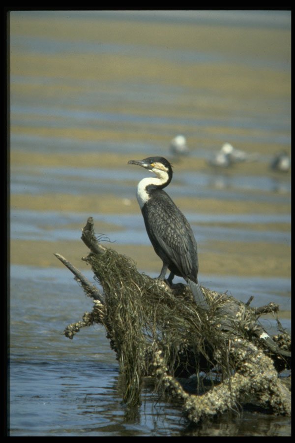 268002 Whitebreasted Cormorant A4 Photo Print