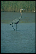 268003 Goliath Heron A4 Photo Print