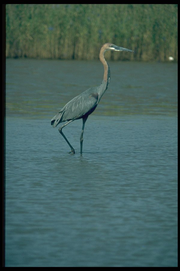 268003 Goliath Heron A4 Photo Print