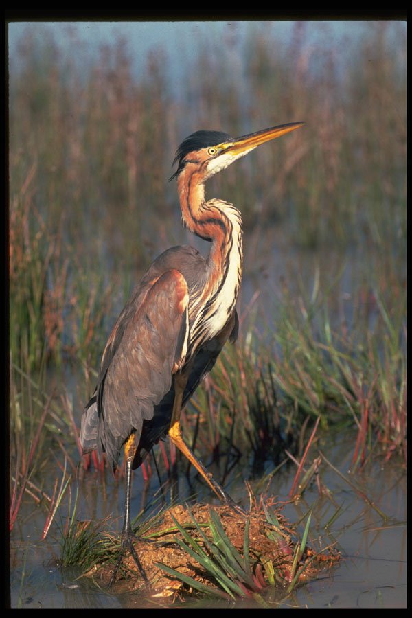 268004 Purple Heron A4 Photo Print