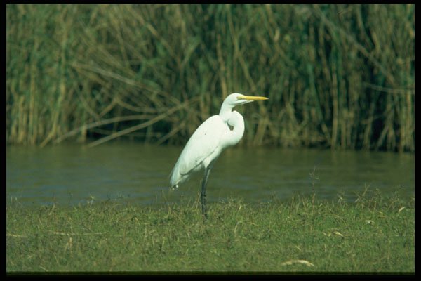 268005 Great White Egret A4 Photo Print