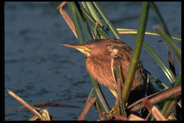 268006 Little Bittern A4 Photo Print