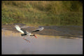 268007 Saddlebilled Stork A4 Photo Print