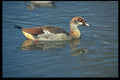 268008 Egyptian Goose A4 Photo Print