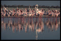 268009 Flamingos A4 Photo Print