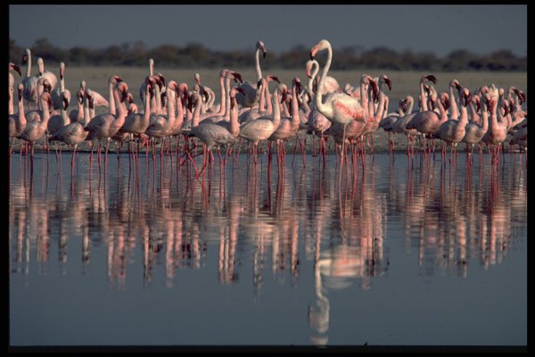 268009 Flamingos A4 Photo Print