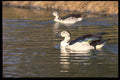 268010 Knobbilled Duck A4 Photo Print