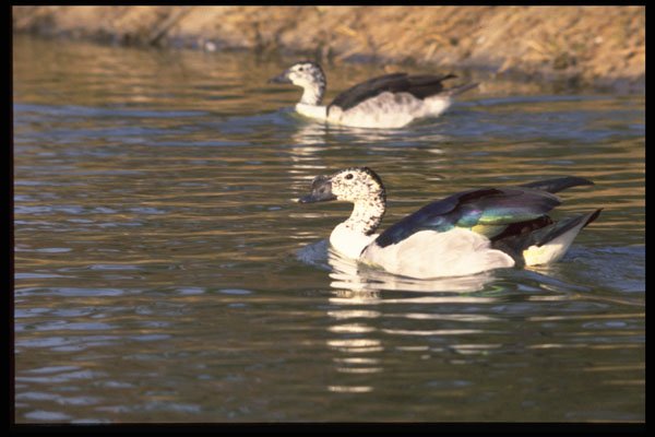 268010 Knobbilled Duck A4 Photo Print