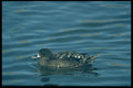 268011 African Black Duck A4 Photo Print