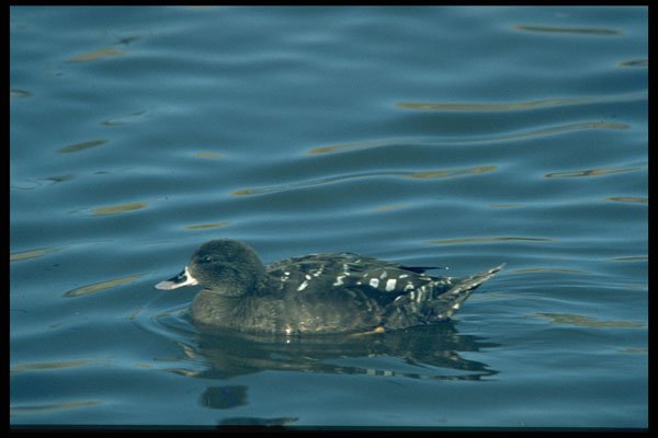 268011 African Black Duck A4 Photo Print