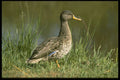 268012 Yellowbilled Duck A4 Photo Print