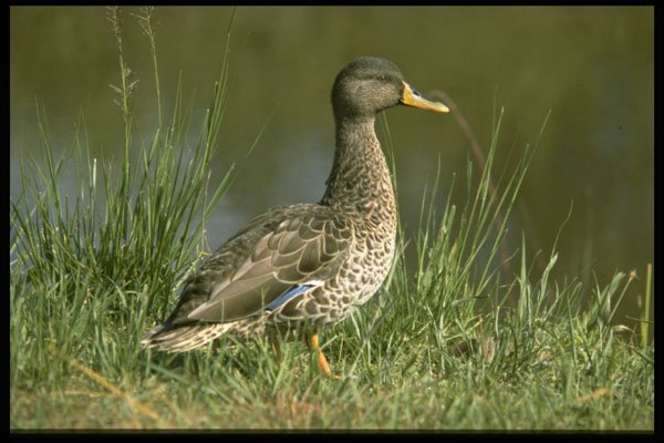 268012 Yellowbilled Duck A4 Photo Print