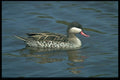 268013 Redbilled Teal A4 Photo Print