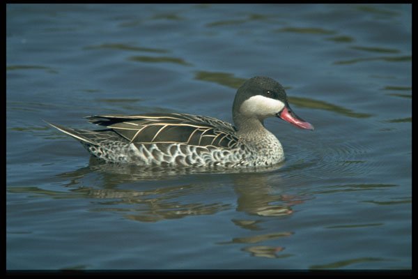 268013 Redbilled Teal A4 Photo Print