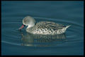 268014 Cape Teal A4 Photo Print