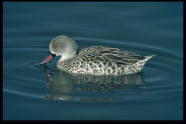 268014 Cape Teal A4 Photo Print