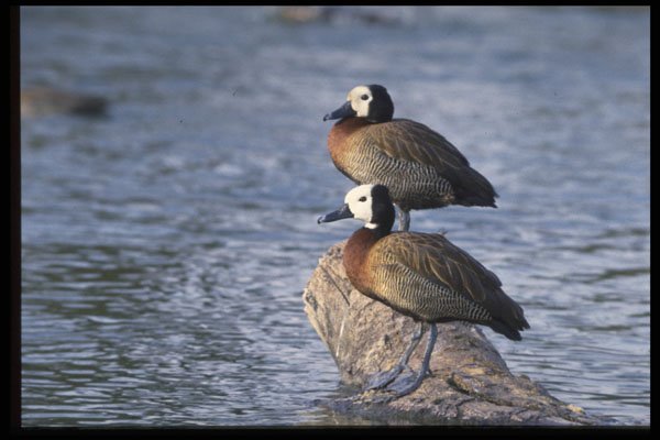 268015 Whitefaced Duck A4 Photo Print