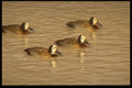 268016 Whitefaced Duck A4 Photo Print