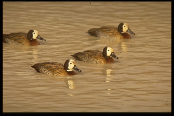 268016 Whitefaced Duck A4 Photo Print