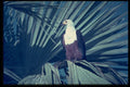 268017 African Fish Eagle A4 Photo Print