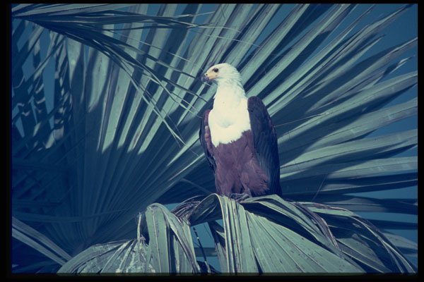 268017 African Fish Eagle A4 Photo Print