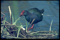 268018 Purple Gallinule A4 Photo Print