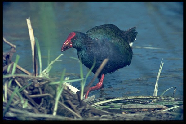 268018 Purple Gallinule A4 Photo Print