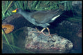 268019 Lesser Moorhen A4 Photo Print