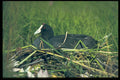 268020 Redknobbed Coot A4 Photo Print
