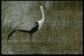 268021 Wattled Crane A4 Photo Print