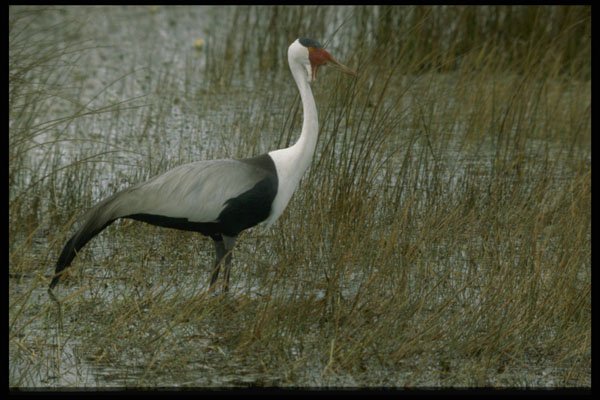 268021 Wattled Crane A4 Photo Print