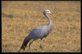 268022 Blue Crane A4 Photo Print