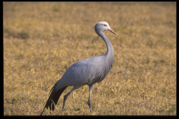 268022 Blue Crane A4 Photo Print