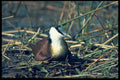 268023 African Jacana A4 Photo Print