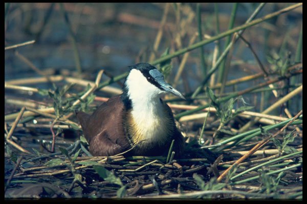 268023 African Jacana A4 Photo Print