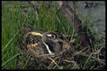 268024 Painted Snipe A4 Photo Print