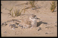 268025 Whitefronted Plover A4 Photo Print