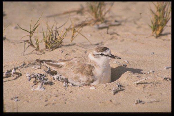 268025 Whitefronted Plover A4 Photo Print