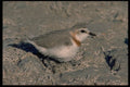268026 Chestnut Banded Plonea A4 Photo Print