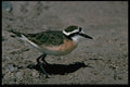 268027 Kittlitz's Plover A4 Photo Print