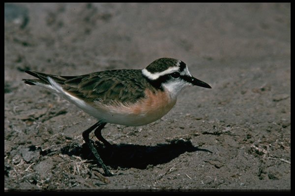 268027 Kittlitz's Plover A4 Photo Print