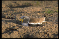 268028 Whitecrowned Plover A4 Photo Print