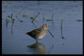 268029 Ethiopian Snipe A4 Photo Print