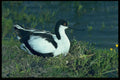 268030 Blackcrowned Avocet A4 Photo Print