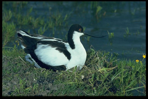 268030 Blackcrowned Avocet A4 Photo Print