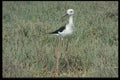 268031 Blackwinger Stilt A4 Photo Print