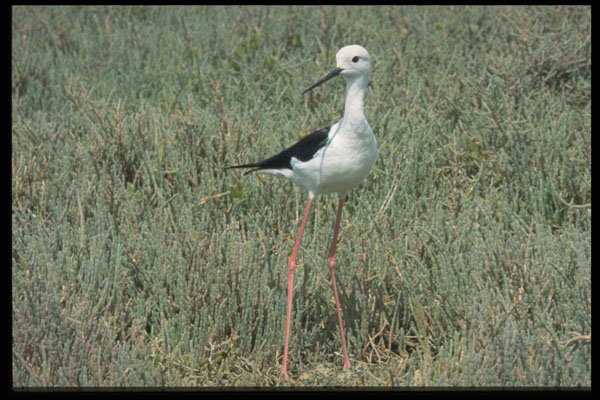 268031 Blackwinger Stilt A4 Photo Print