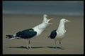 268032 Kelp Gull A4 Photo Print