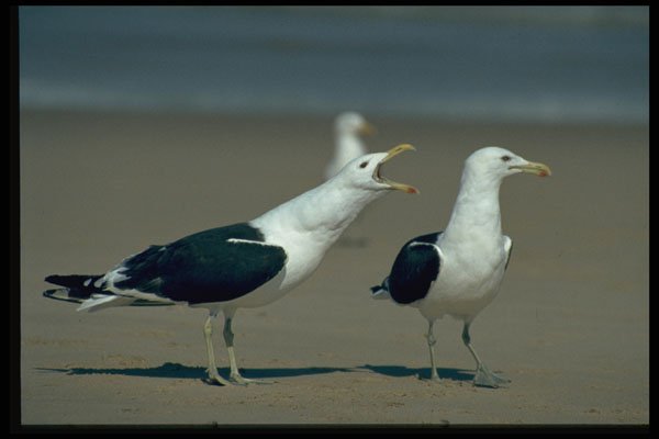 268032 Kelp Gull A4 Photo Print