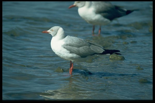 268033 Greyheaded Gull A4 Photo Print